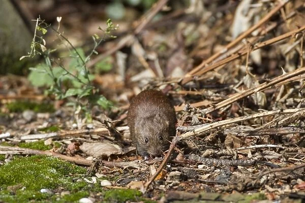 Bank Vole watching from hedgerow cover