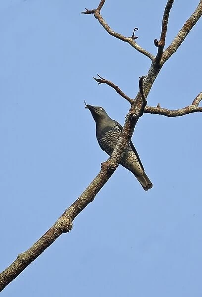 Bar-bellied Cuckoo-shrike (Coracina striata sumatrensis) adult female, with insect prey in beak, perched on branch