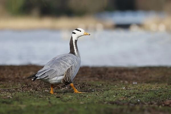 Bar-headed Goose (Anser indicus) adult, standing on grass by water, February (captive)