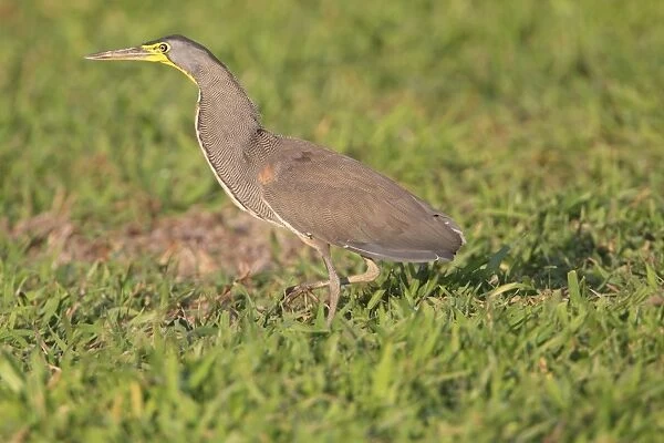 Bare-throated Tiger-heron (Tigrisoma mexicanum) adult, walking on grass, Costa Rica, february
