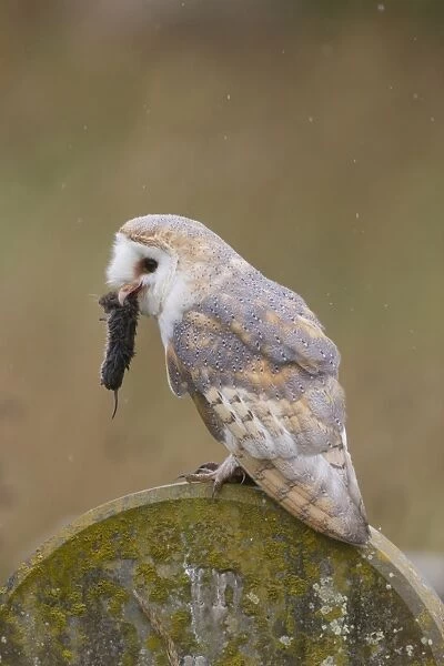 Barn Owl (Tyto alba) adult, with Field Vole (Microtus agrestis) prey in beak, perched on gravestone in churchyard