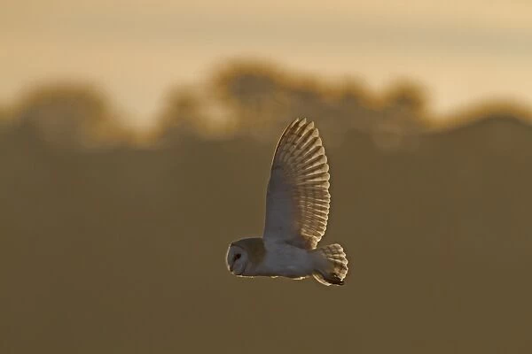 Barn Owl (Tyto alba) adult, in flight, backlit, hunting over reedbed at dusk, Norfolk, England, February