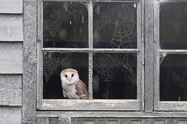 Barn Owl (Tyto alba) adult, perched at barn window with cobwebs during rainfall, Suffolk, England, October (captive)