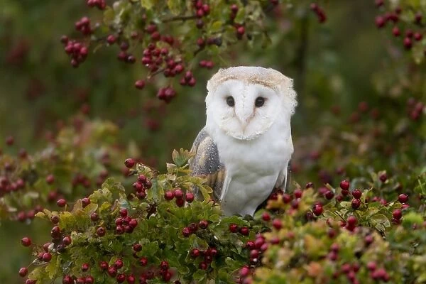 Barn Owl (Tyto alba) adult, perched on Common Hawthorn (Crataegus monogyna) with berries, Suffolk, England