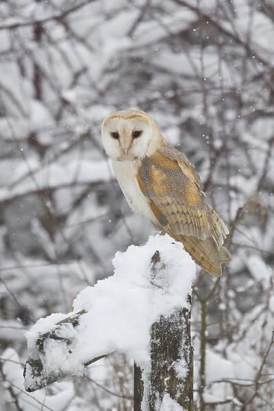 Barn Owl (Tyto alba) adult, perched on snow covered fencepost during snowfall, Suffolk, England, March (captive)
