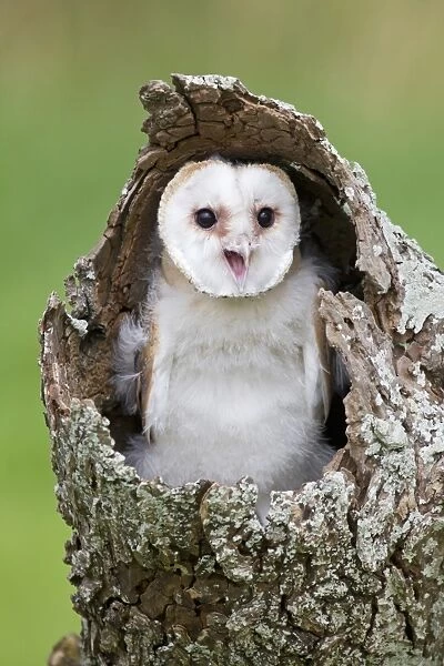 Barn Owl (Tyto alba) chick, calling, perched in hollow trunk, August (captive)
