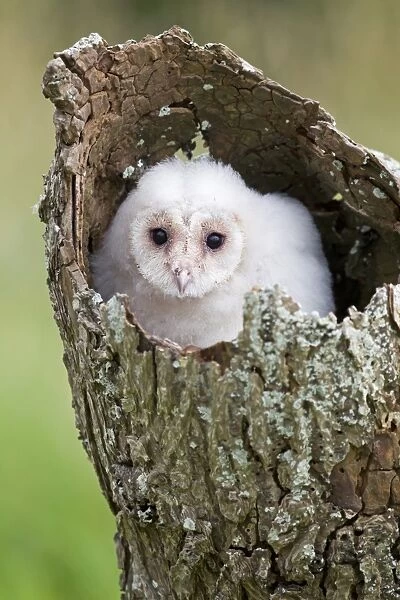 Barn Owl (Tyto alba) chick, perched in hollow trunk, July (captive)