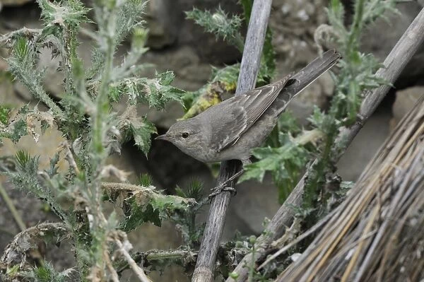 Barred Warbler (Sylvia nisoria) immature female, first summer plumage, foraging amongst thistles, Lemnos, Greece, May