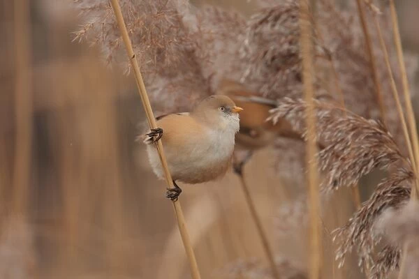 Bearded Tit (Panurus biarmicus) adult female, perched on reed stem, first ever example of species recorded in central