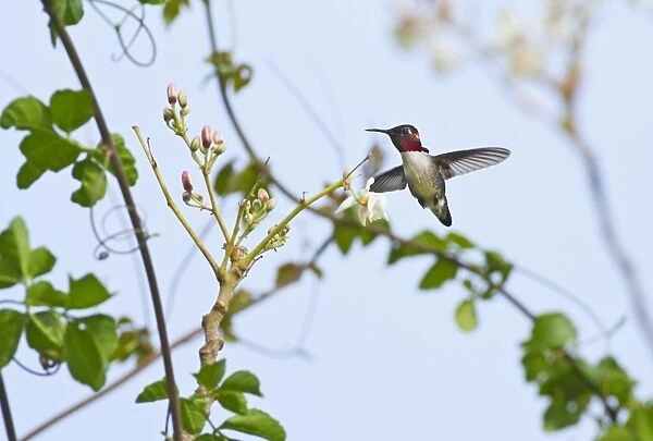 Bee Hummingbird (Mellisuga helenae) adult male, in flight, hovering and feeding on nectar from flowers