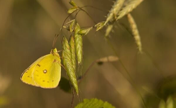 Bergers Clouded Yellow (Colias sareptensis) adult, resting on grass, Rhodope Mountains, Bulgaria, July