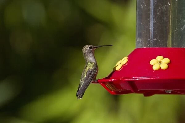Black Chinned Hummingbird female at feeder