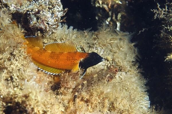 Black-faced Blenny (Tripterygion delaisi) adult pair, Swanage Pier, Swanage Bay, Isle of Purbeck, Dorset, England