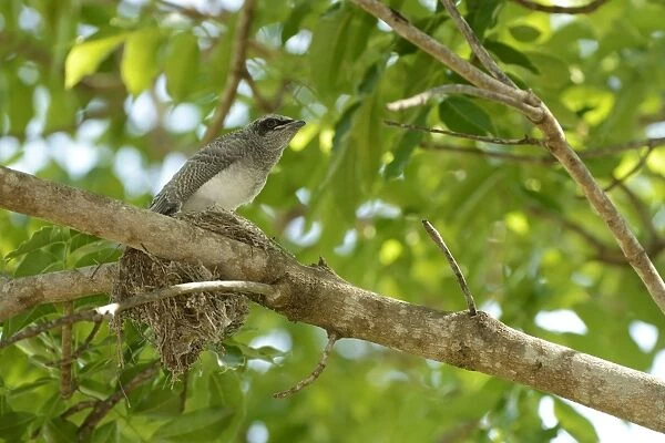 Black-faced Cuckoo-shrike (Coracina novaehollandiae) chick, sitting at nest on branch, fledgling about to leave