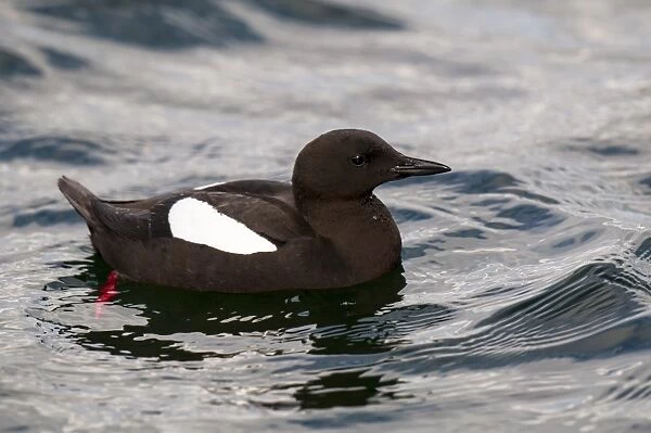 Black Guillemot (Cepphus grylle) adult, breeding plumage, swimming in harbour, Oban, Argyll, Scotland, May