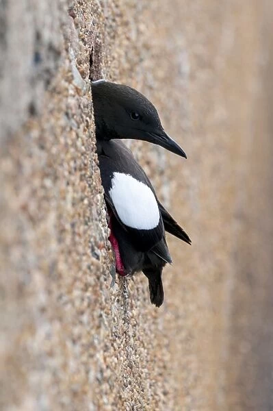 Black Guillemot (Cepphus grylle) adult, breeding plumage, peering out of drainage hole in harbour wall, Oban, Argyll