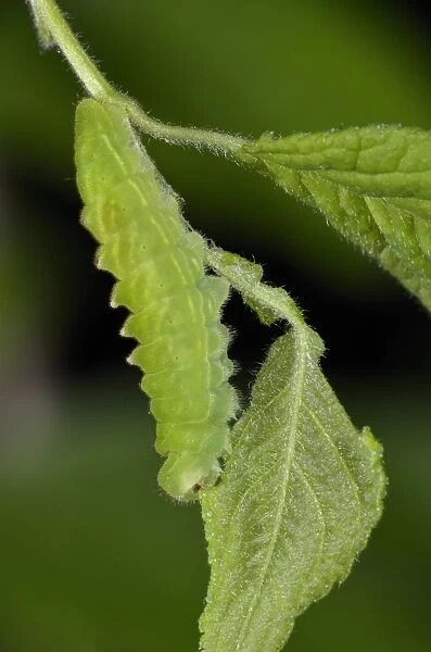 Black Hairstreak (Satyrium pruni) fully grown larva, feeding on blackthorn leaf, England