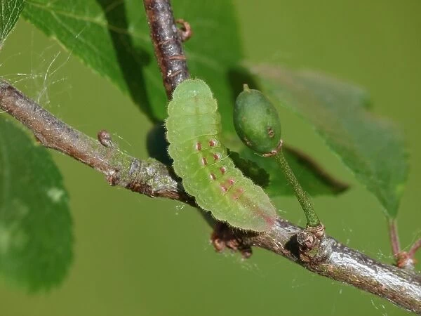 Black Hairstreak (Satyrium pruni) caterpillar, on Blackthorn (Prunus spinosa) larval foodplant, England, May