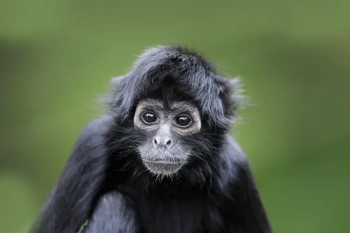 Framed Print : Black-headed Spider Monkey Young Print