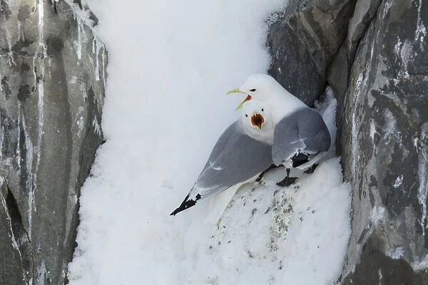 Black-legged Kittiwake (Rissa tridactyla) adult pair, calling, at colony in snow, Hornoi island, Norway, March