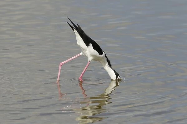 Black-necked Stilt (Himantopus mexicanus) adult male, feeding in water, South Padre Island, Texas, U. S. A. april