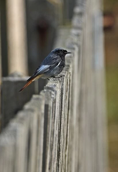 Black Redstart (Phoenicurus ochruros gibraltariensis) adult male, perched on fence, Eccles-on-sea, Norfolk, England, march