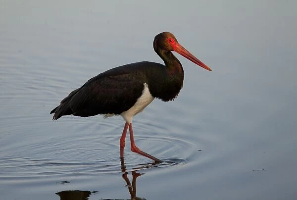 Black Stork (Ciconia nigra) adult, feeding in shallow lagoon, on spring migration, West Lesvos, Greece, march