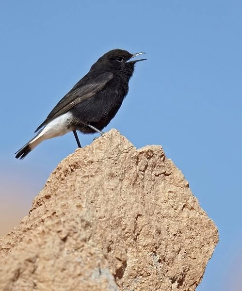 Black Wheatear (Oenanthe leucura) adult male, calling, standing on rock, near Ouarzazate, Morocco, february