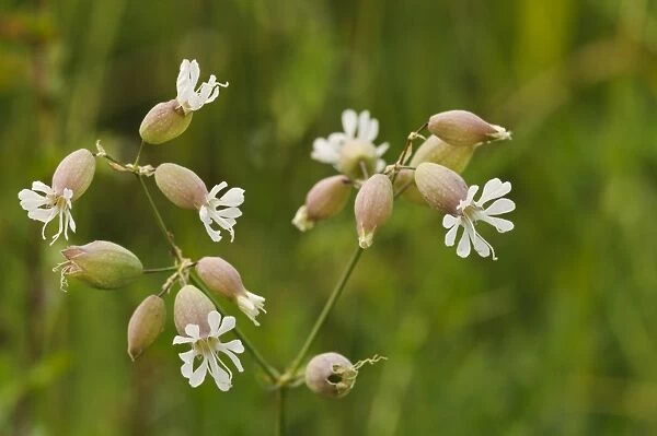 Bladder Campion (Silene vulgaris) close-up of flowers with inflated calices, Ivinghoe Beacon, Chiltern Hills