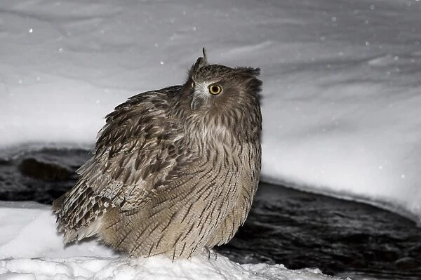 Blakiston's Fish-owl (Bubo blakistoni) adult, standing in snow at edge of water at night, Washino-yado, Rausu, Shiretoko Peninsula, Hokkaido, Japan, winter
