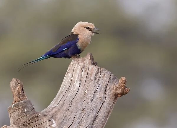 Blue-bellied Roller (Coracias cyanogaster) adult, calling, perched on log, near Tambacounda, Senegal, january