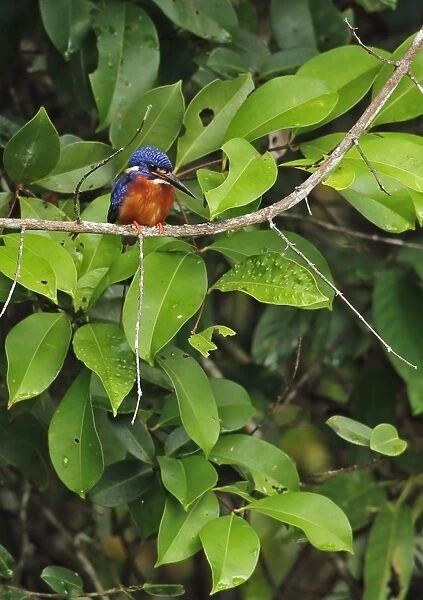 Blue-eared Kingfisher (Alcedo meninting meninting) adult male, perched on branch, Way Kambas N. P