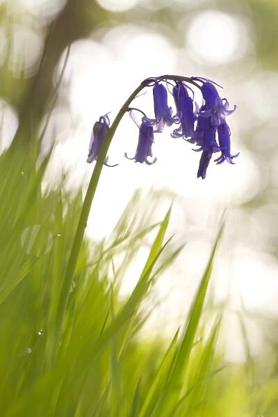 Bluebell (Endymion non-scriptus) flowering, growing in oak woodland, Powys, Wales, June