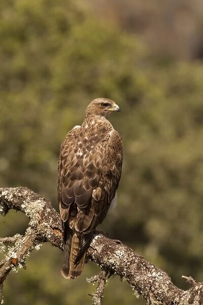 Bonellis Eagle (Aquila fasciata) second year male, perched on branch, Castilla y Leon, Spain, May