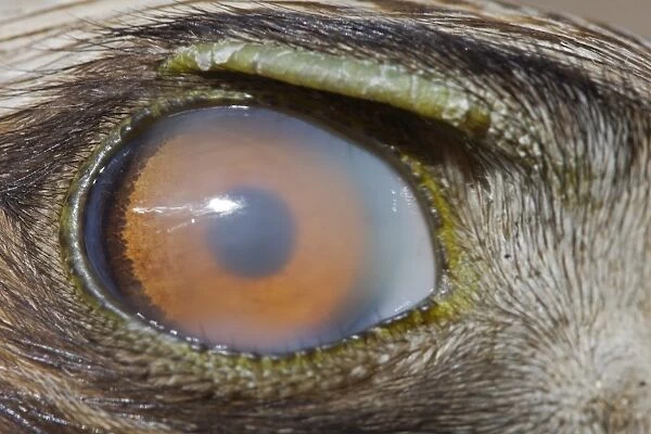 Booted Eagle (Hieraaetus pennatus) adult, close-up of eye with nictitating membrane, Spain, july