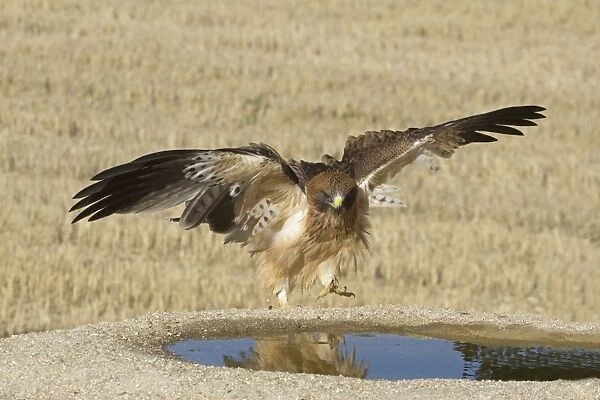 Booted Eagle (Hieraaetus pennatus) pale morph, with wings raised, approaching drinking pool, Castilla y Leon, Spain