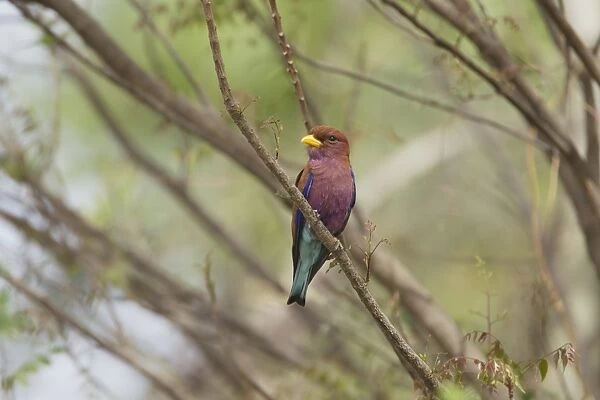 Broad-billed Roller (Eurystomus glaucurus) adult, perched on branch, Gambia, February