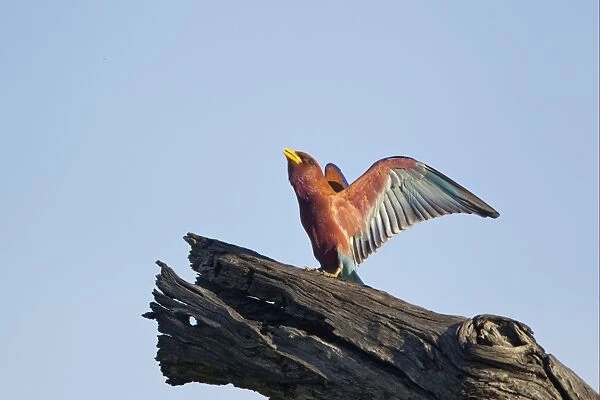Broad-billed Roller (Eurystomus glaucurus) adult, flapping wings, perched on dead branch, Okavango Delta, Botswana