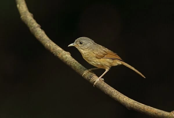 Brown-cheeked Fulvetta (Alcippe poioicephala) adult, perched on twig, near Kaeng Krachan, Thailand, May