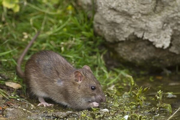 Brown Rat (Rattus norvegicus) adult, feeding at edge of water, Norfolk, England, august