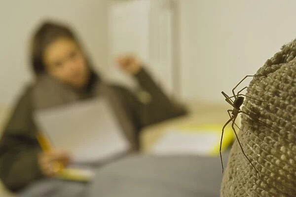 Brown Violin Spider (Loxosceles rufescens) adult male, walking on couch in room, with young woman reading and studying in background, Italy, january