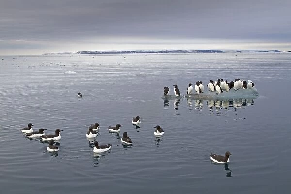 Brunnich's Guillemot (Uria lomvia) adults, summer plumage, flock swimming at sea and standing on ice floe in coastal habitat, Spitzbergen, Svalbard, july