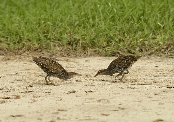 Buff-banded Rail (Gallirallus philippensis) two adult males, facing up to each other, Queensland, Australia, November