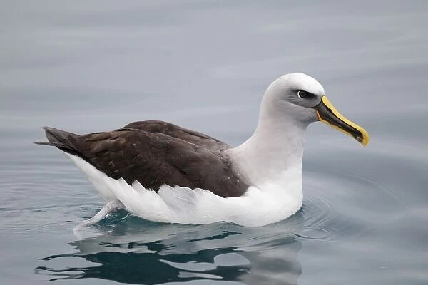 Bullers Albatross (Thalassarche bulleri) adult, swimming on sea surface, off New Zealand, March