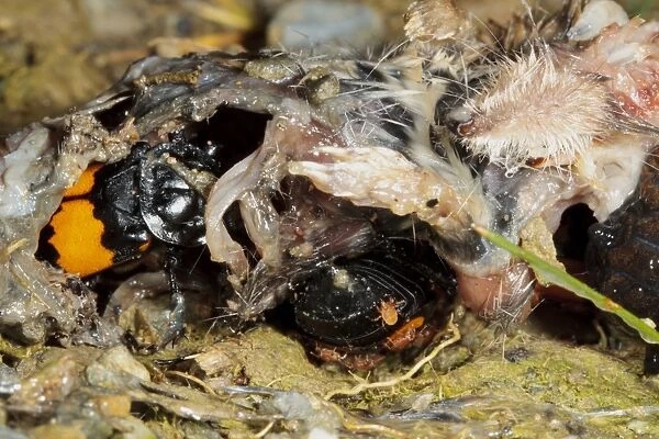 Burying Beetle (Nicrophorus investigator) two adults, feeding on Common Shrew (Sorex araneus) corpse, Powys, Wales