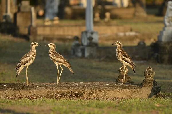 Bush Thick-knee (Burhinus grallarius) three adults, standing in graveyard, Cairns, Queensland, Australia, November