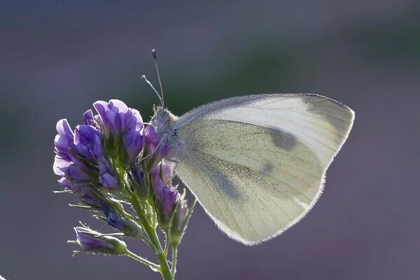 Cabbage or Small White Butterfly - introduced to north America in 1860 it is now a wide spread pest
