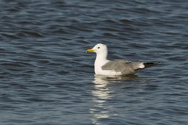 California Gull (Larus californicus) adult, summer plumage, swimming on saline lake, Salton Sea, California, U. S. A. april