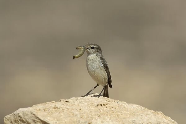 Canary Islands Chat (Saxicola dacotiae) adult female, with caterpillar in beak, perched on rock, Fuerteventura, Canary Islands, march