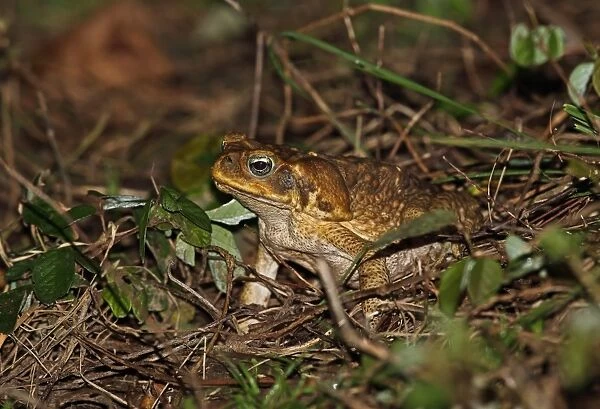 Cane Toad (Rhinella marinus) adult, sitting on vegetation, Los Haitises N. P. Dominican Republic, January